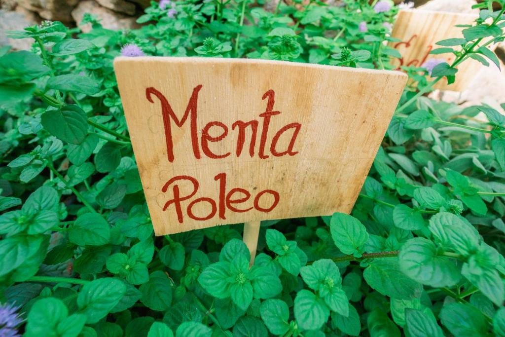 Un'insegna di menta mentuccia tra le foglie verdi in un giardino a Tenerife.