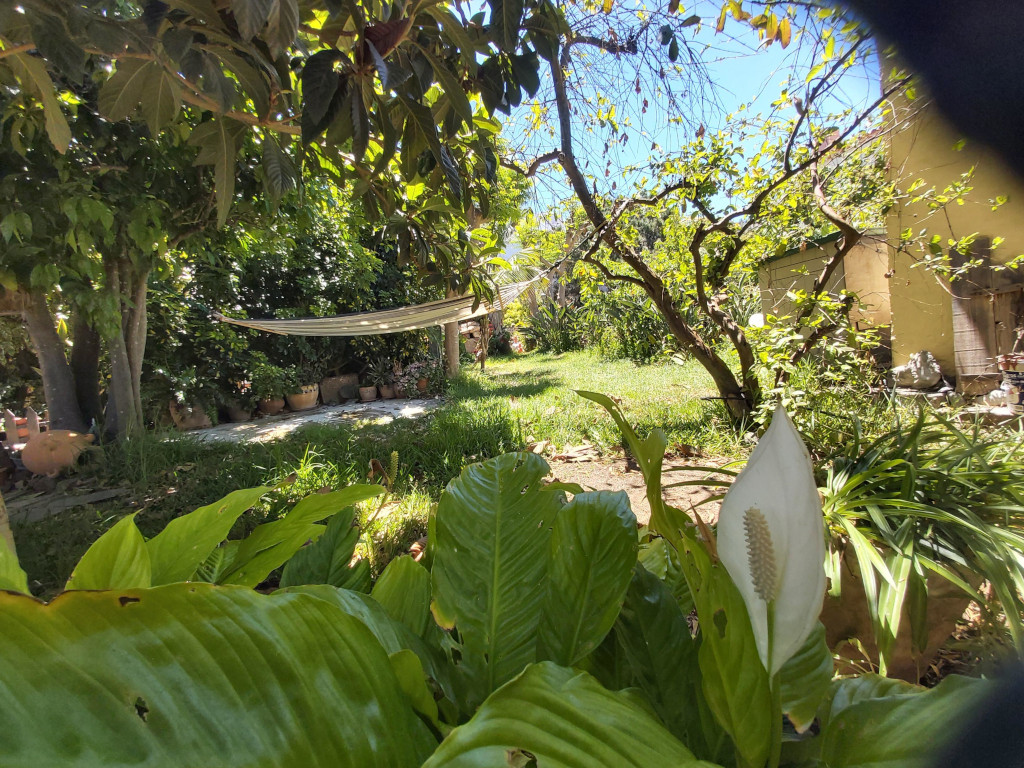 Giardino verde a Tenerife con amaca e fiori in primo piano.