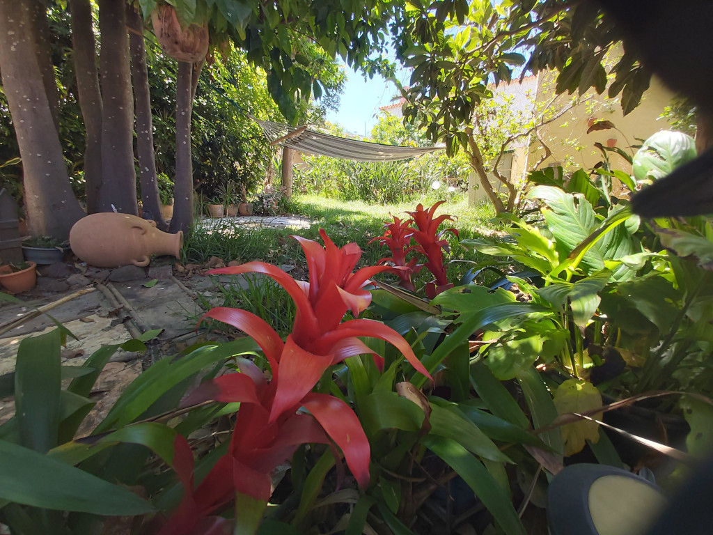 Piante tropicali e amaca in un giardino di Tenerife.