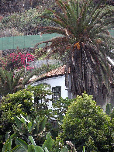 Casa bianca tra palme e vegetazione a Tenerife.