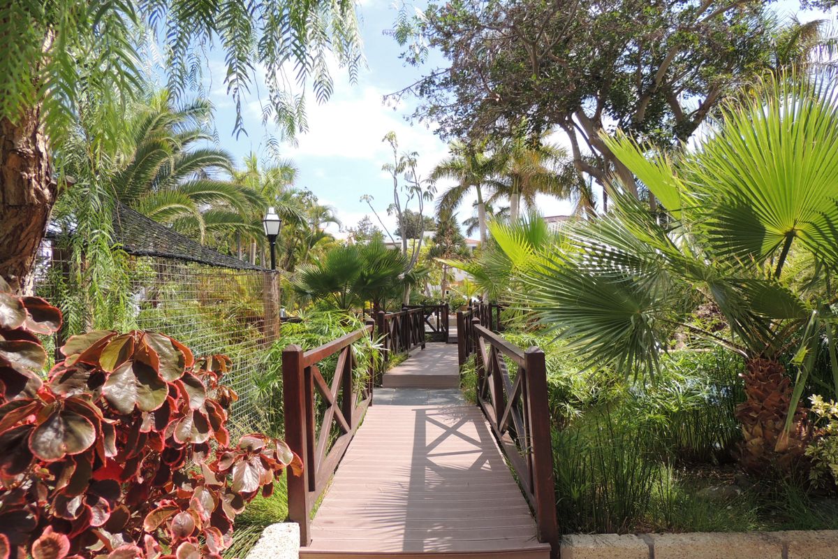 Percorso con piante e palme a Tenerife.