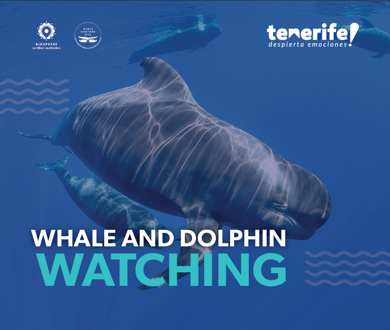 Whale and dolphin watching