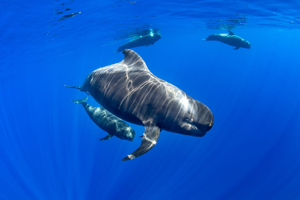Opuscolo sui cetacei