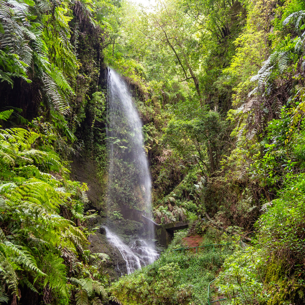 Cascata circondata dalla vegetazione nella foresta di Anaga, Tenerife.