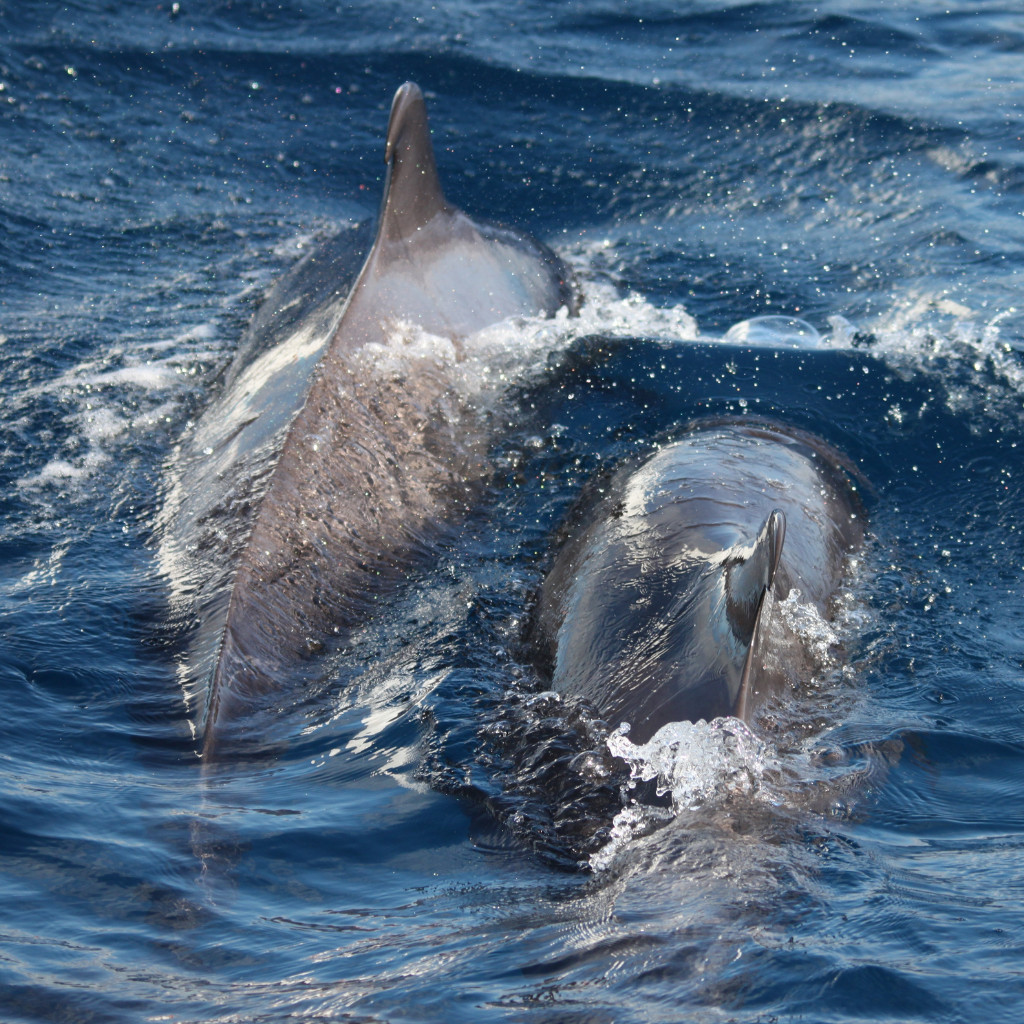 Due delfini nuotano nel mare al largo di Tenerife.