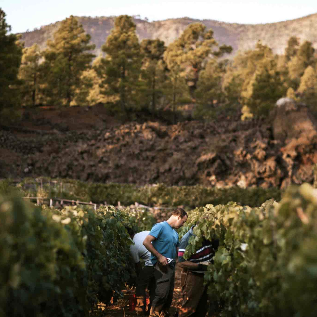 Persone che raccolgono l'uva in un vigneto a Tenerife con le montagne sullo sfondo.