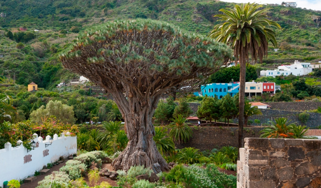 Antico albero di drago a Icod de los Vinos, Tenerife, circondato da verde e case colorate.