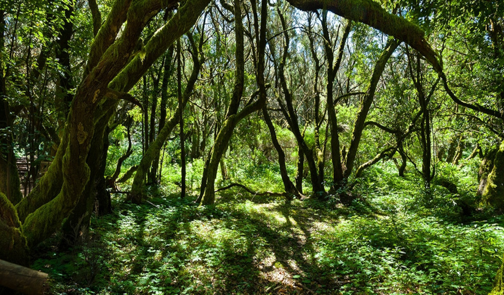 Foresta con alberi curvi e terreno coperto di vegetazione ad Anaga, Tenerife.