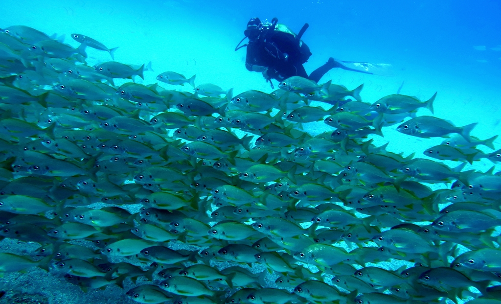 Subacqueo che nuota tra i pesci nel mare di Tenerife.