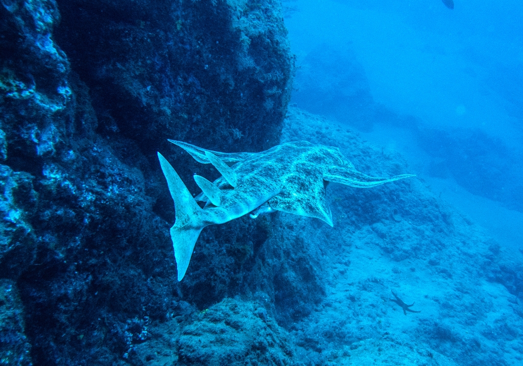 Squalo angelo che nuota vicino al fondale marino nelle acque di Tenerife.