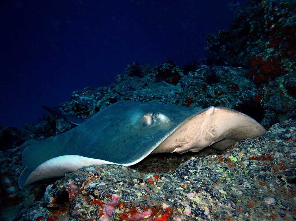 La manta nuota sopra una barriera corallina a Tenerife.