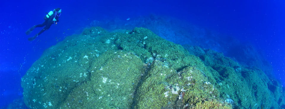 Ocean Friends Immersioni e Apnea