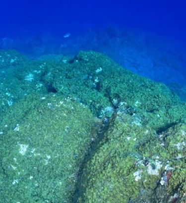 Ocean Friends Immersioni e Apnea