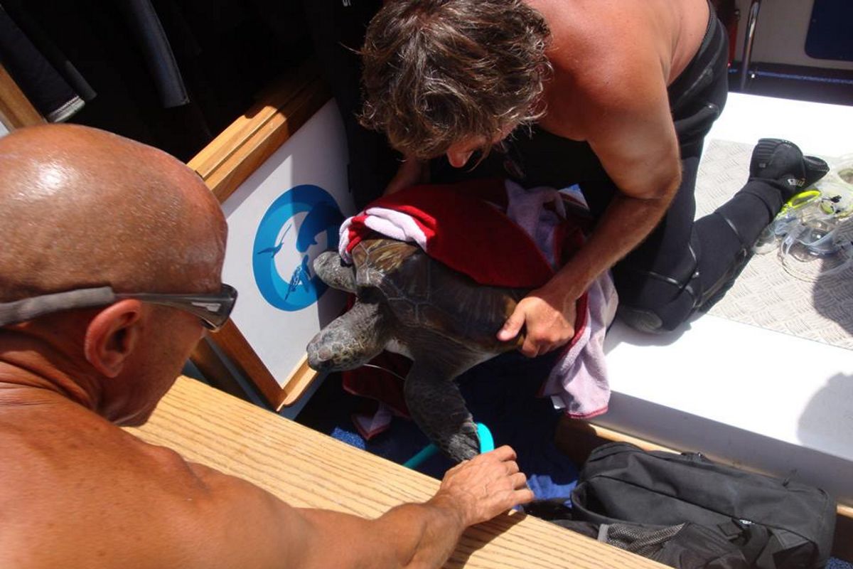 Persone che salvano una tartaruga marina a Tenerife.