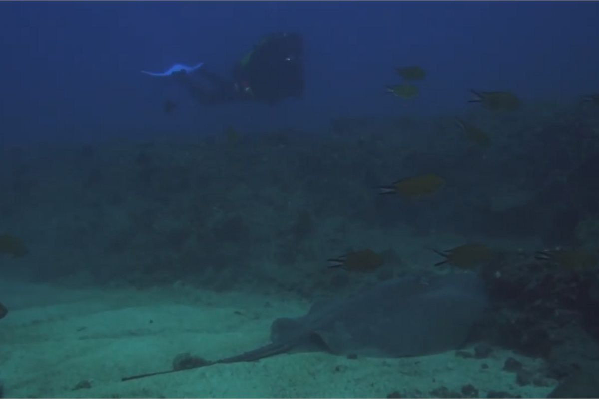 Eco-Atlantic-Diving-Video-3