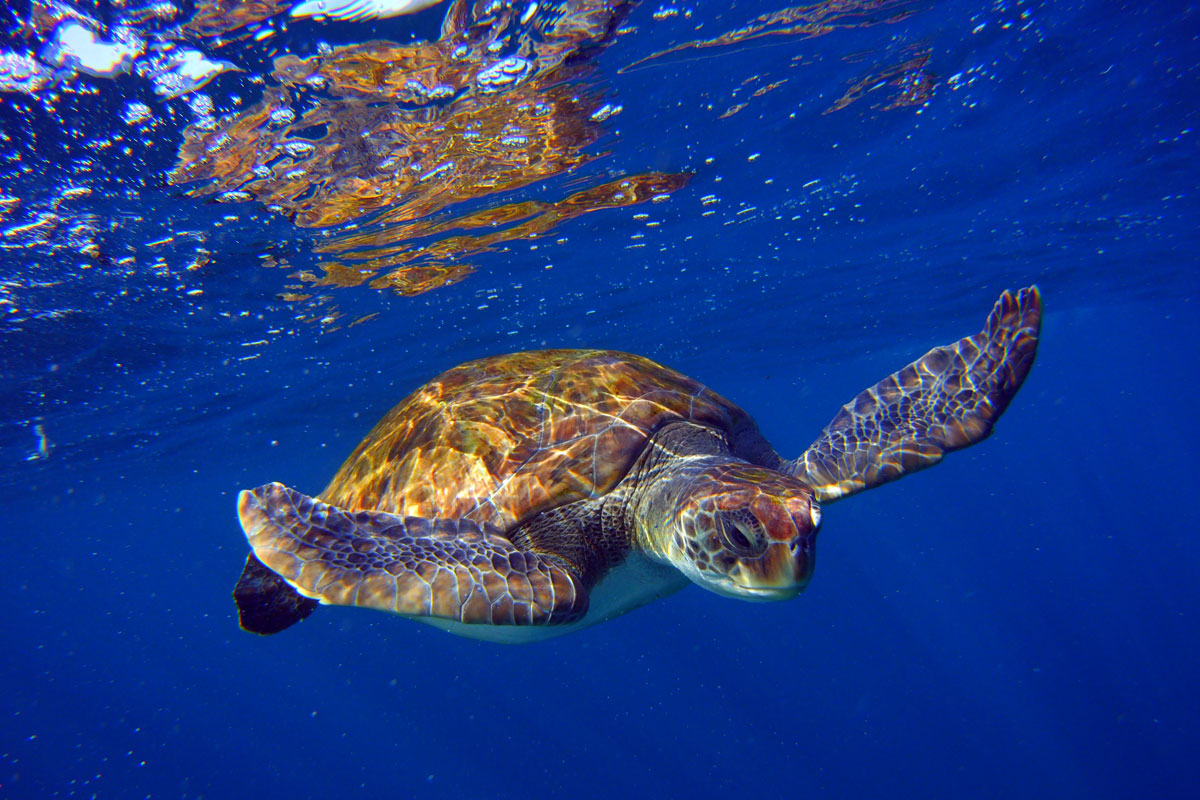 Tartaruga che nuota sott'acqua al largo della costa di Tenerife.