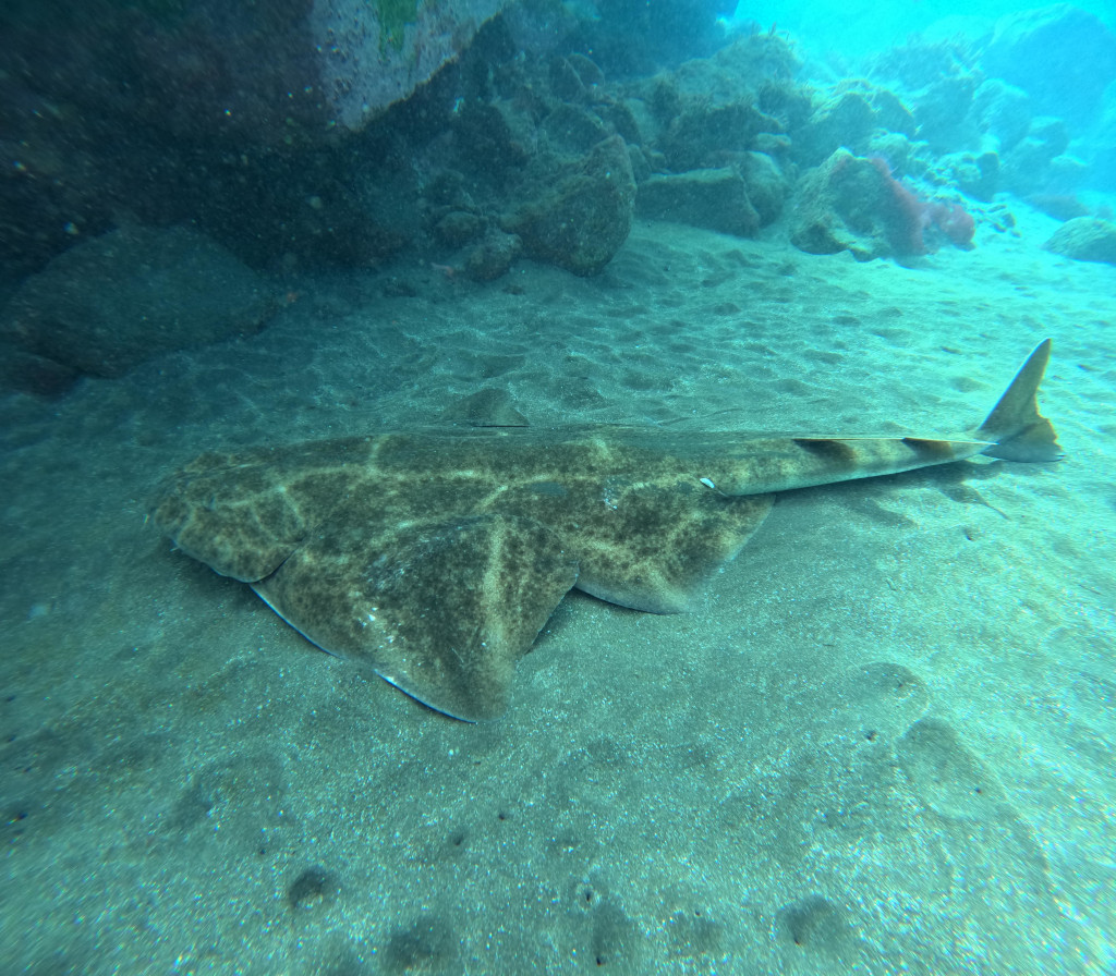 Squalo angelo sul fondale vicino a Tenerife.
