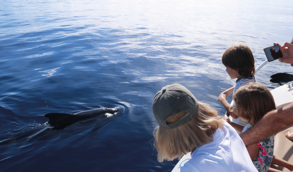 La gente osserva un delfino dal bordo di una barca nelle acque di Tenerife.