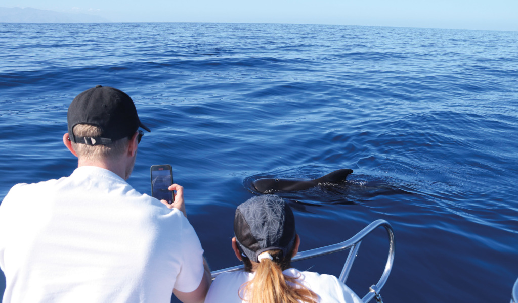 Persone che osservano un delfino in mare vicino alla costa di Tenerife.