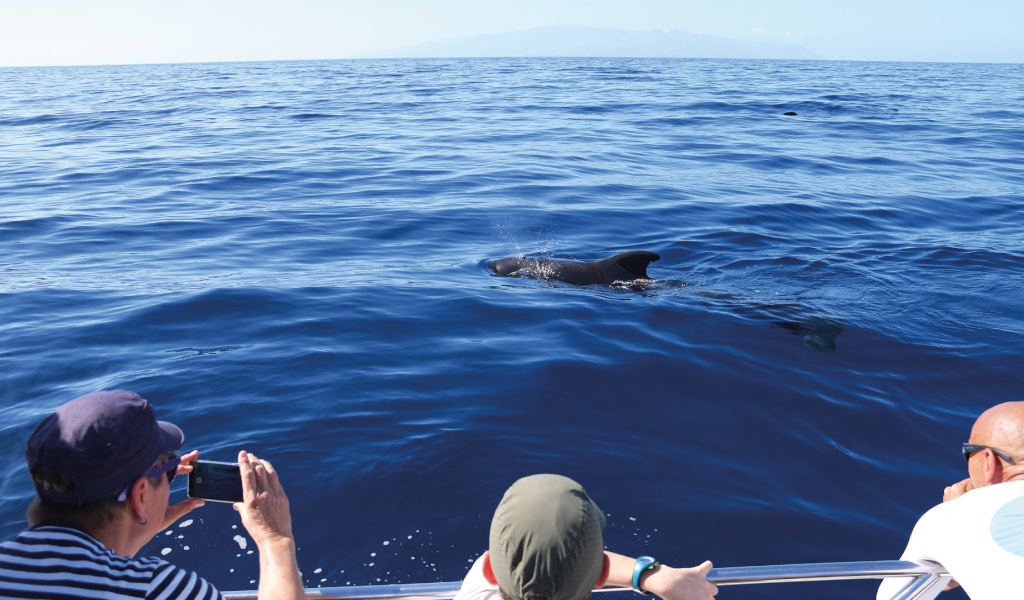 La gente osserva i delfini da una barca al largo della costa di Tenerife.