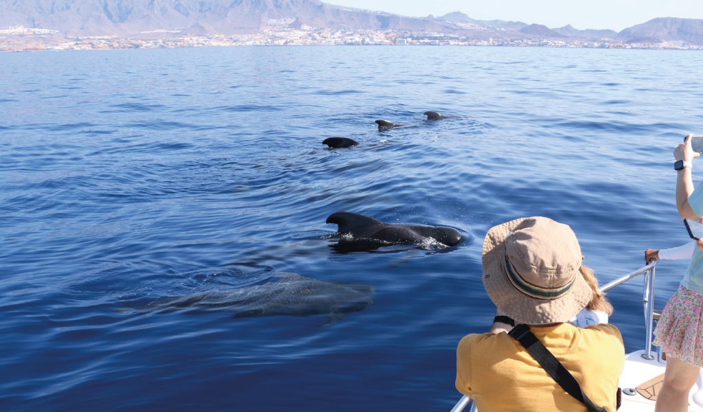Persone che osservano le globofile nel mare di Tenerife.