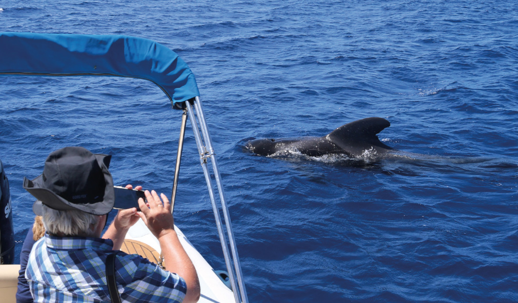 Persona su una barca che osserva balene nelle acque di Tenerife.