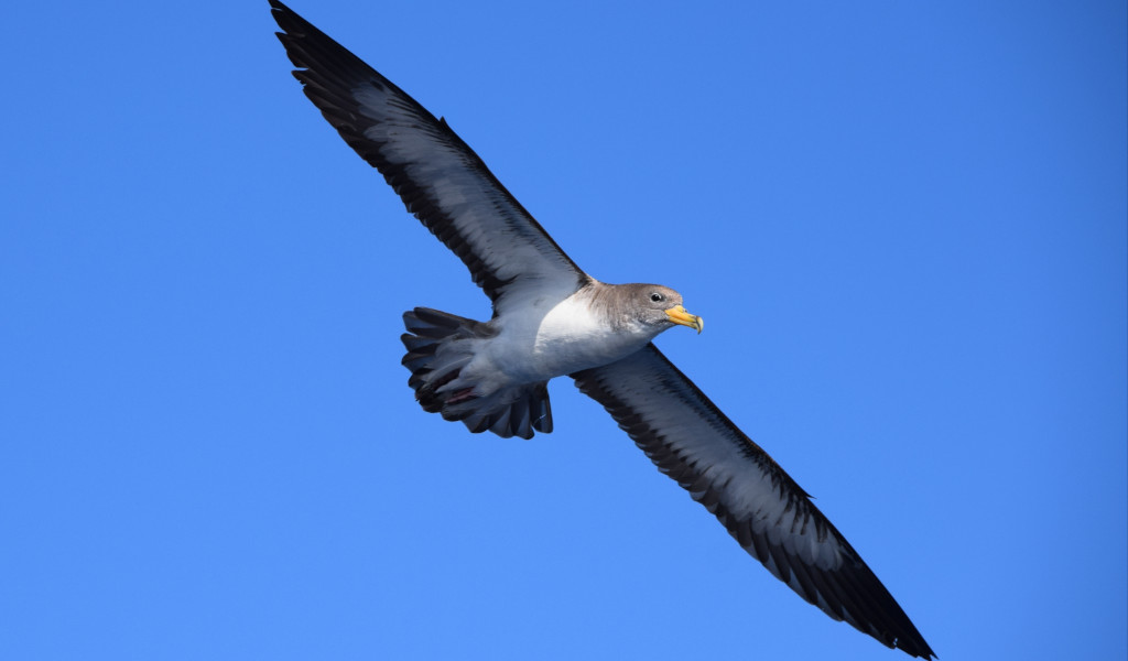 Uccello che vola nel cielo azzurro sopra Tenerife.