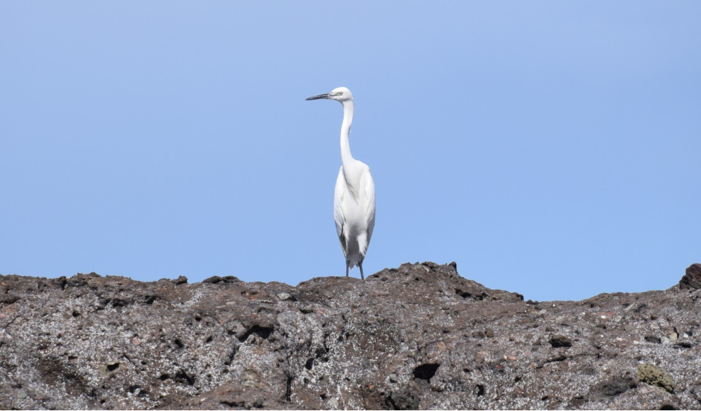 Airone bianco in piedi su una roccia a Tenerife sotto un cielo azzurro.