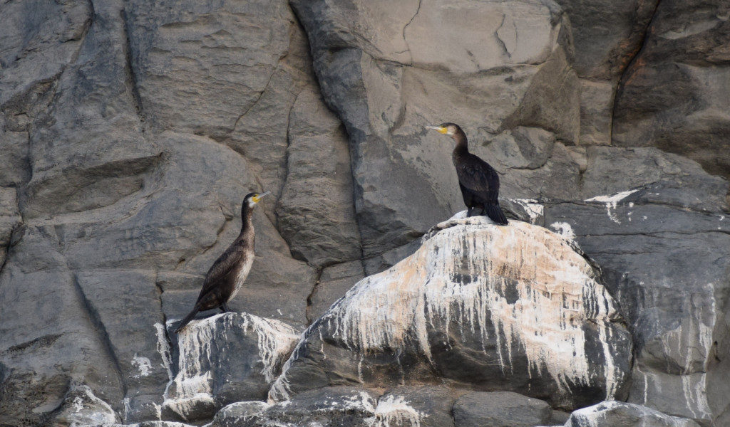 I cormorani si posavano sulle rocce a Tenerife.