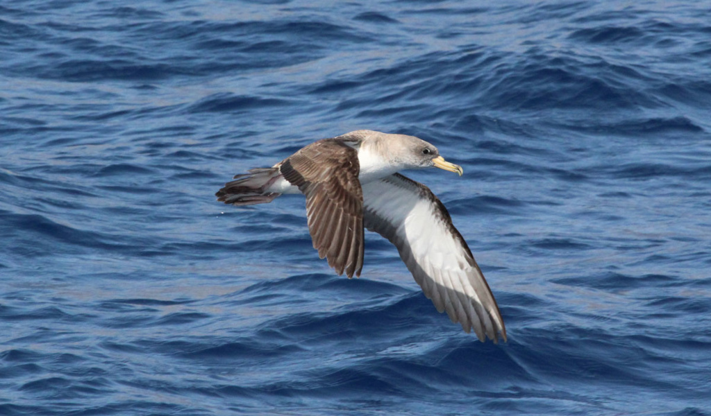 Lo shearwater di Cory che vola sopra il mare a Tenerife.