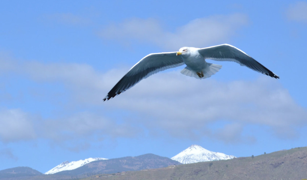 Gabbiani che volano con le montagne innevate di Tenerife sullo sfondo.