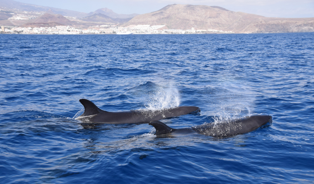 Balene che nuotano nel mare al largo della costa di Tenerife.