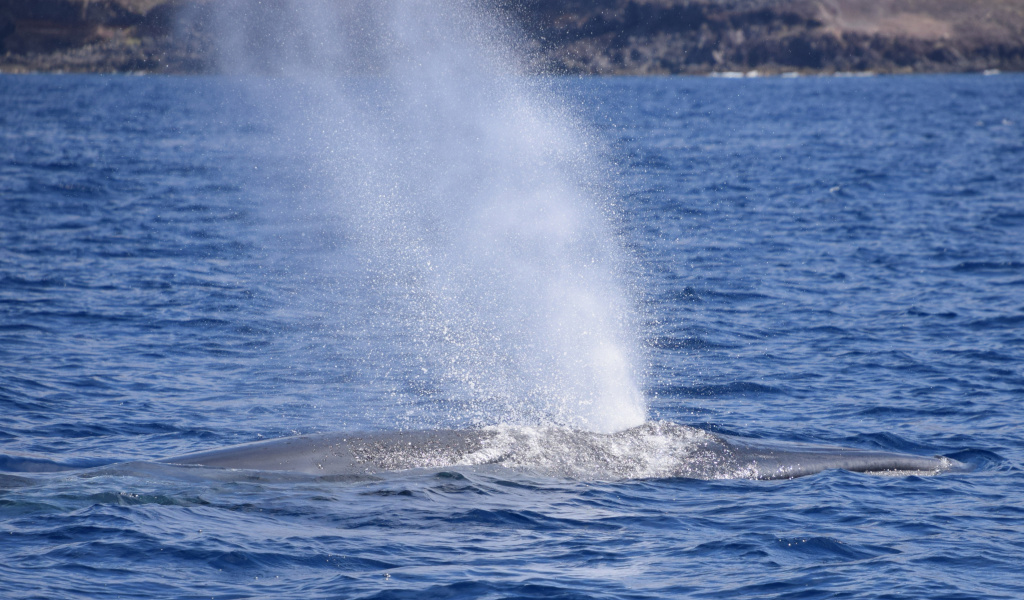 La balena espelle acqua nel mare vicino a Tenerife.