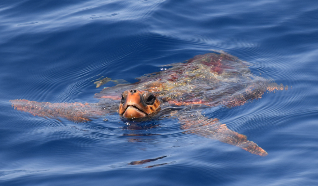 Tartaruga che nuota in mare vicino alla costa di Tenerife.