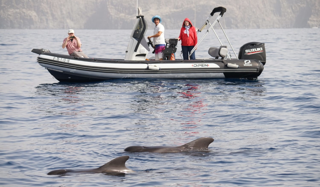Barca con turisti che osservano i delfini in mare vicino a Tenerife.