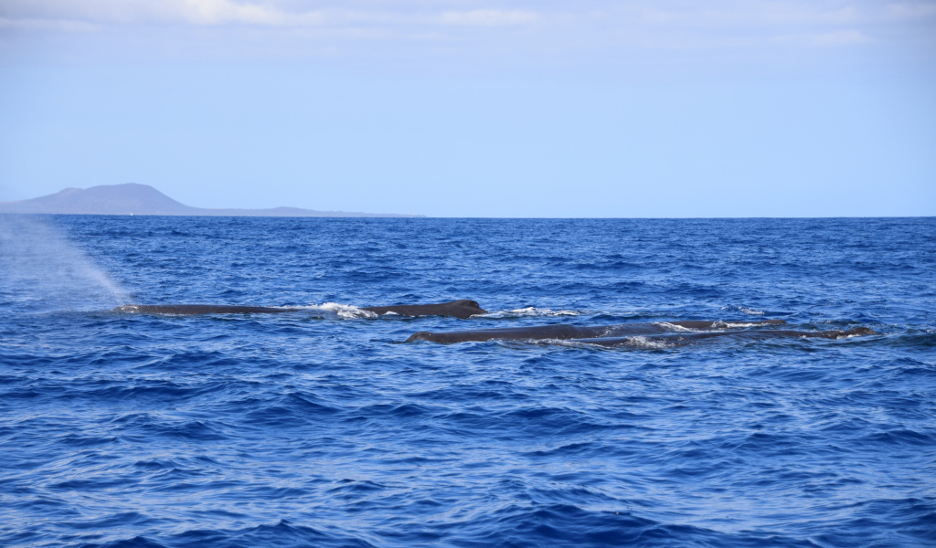 Balene nell'oceano al largo della costa di Tenerife.