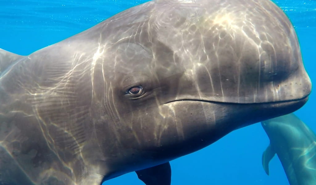 Balena in acque cristalline vicino a Tenerife.
