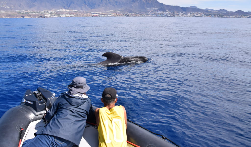 Persone che osservano una balena nelle acque di Tenerife da una barca.