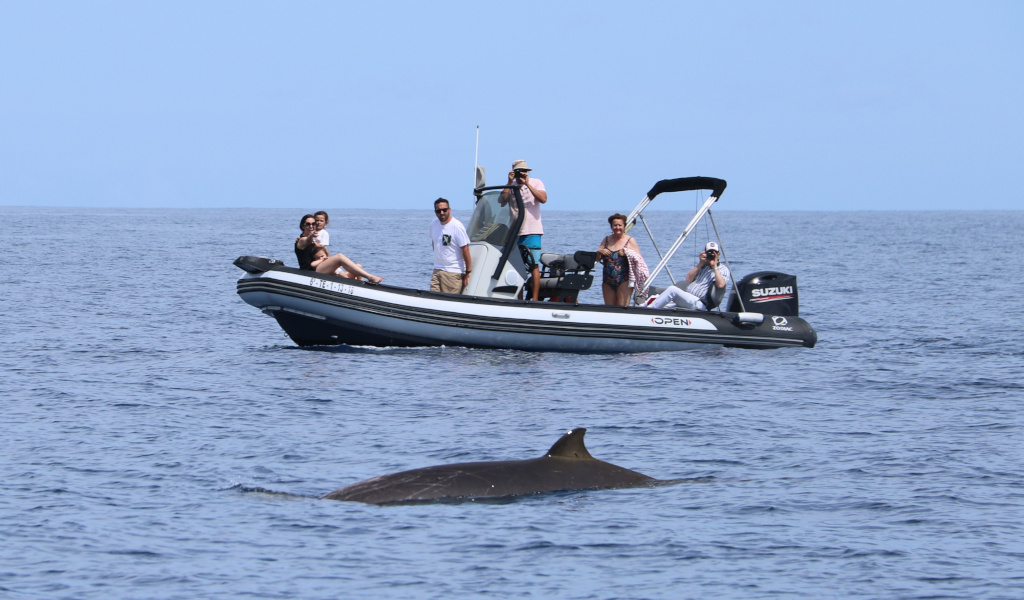 Barca con turisti per l'osservazione delle balene nelle acque di Tenerife.