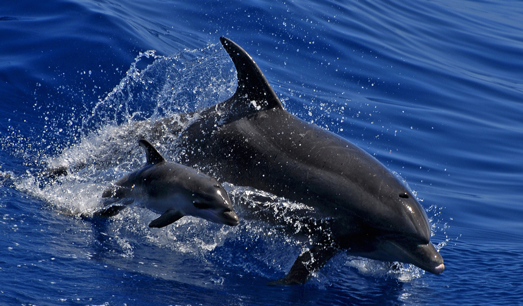 Delfini che nuotano nelle acque di Tenerife.