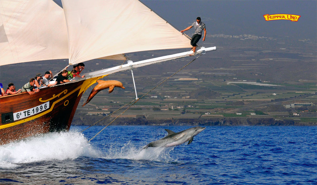 Barca con turisti a Tenerife che osservano i delfini saltare in mare.
