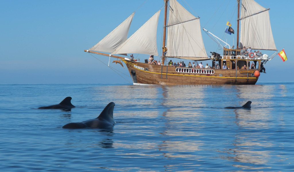 Barca a vela in mare con delfini vicino a Tenerife.