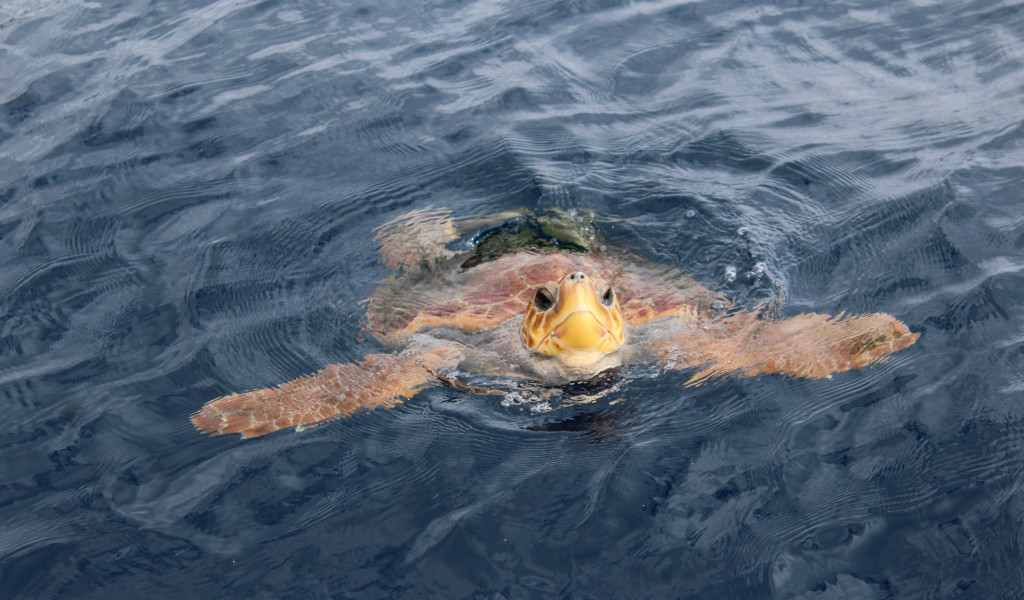 Tartarughe marine che nuotano nell'oceano vicino a Tenerife.