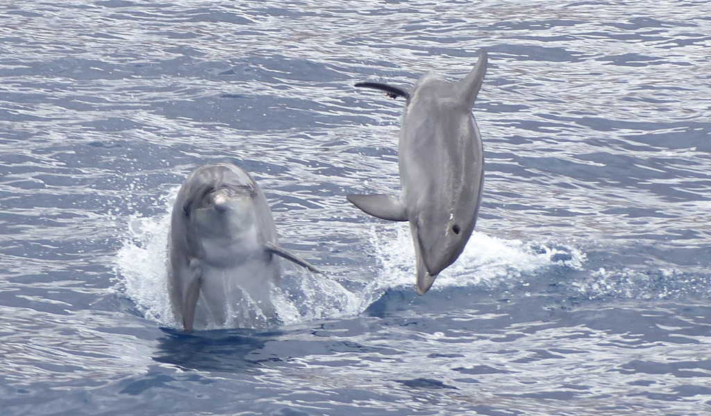 Delfini che saltano in mare vicino a Tenerife.