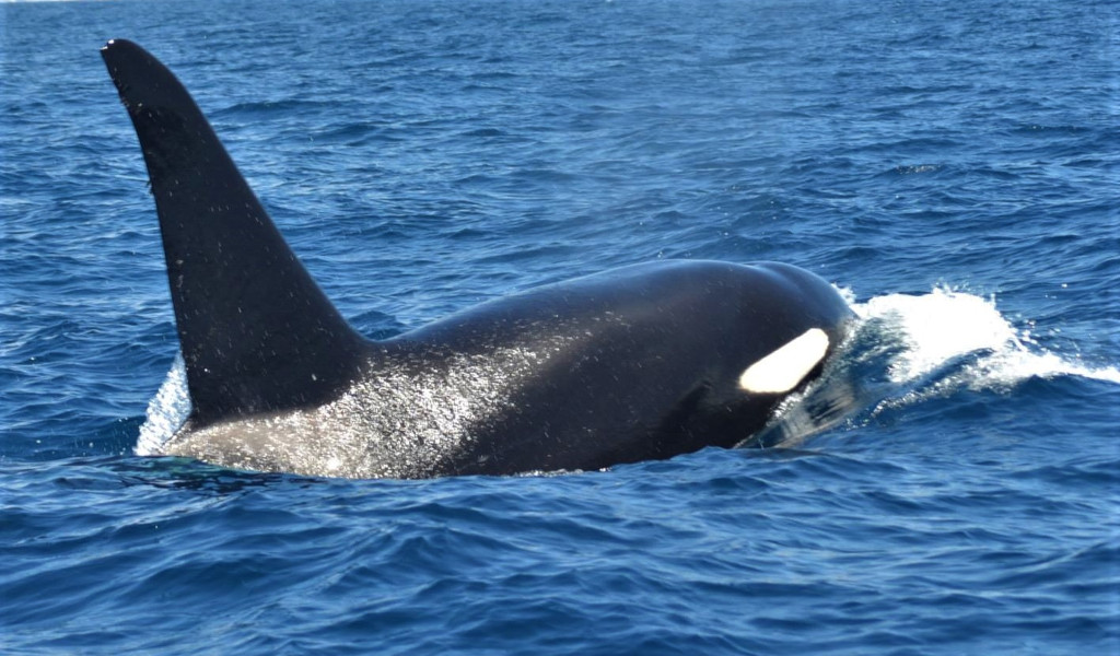 Orca che nuota nell'oceano vicino a Tenerife.