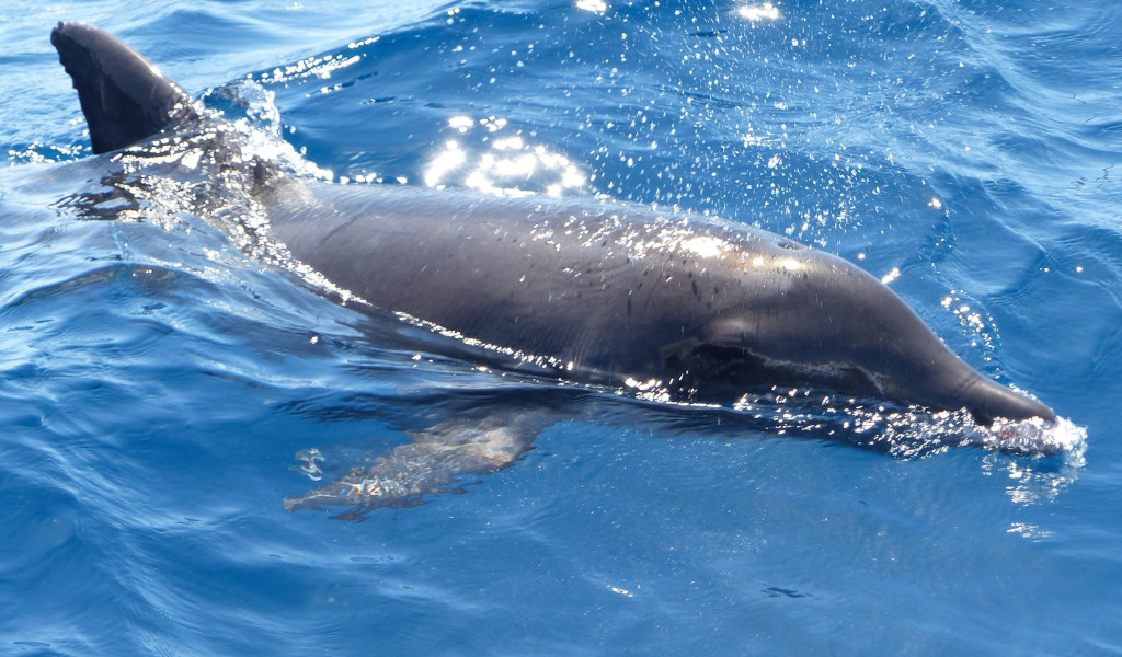 Delfino che nuota nel mare vicino a Tenerife.