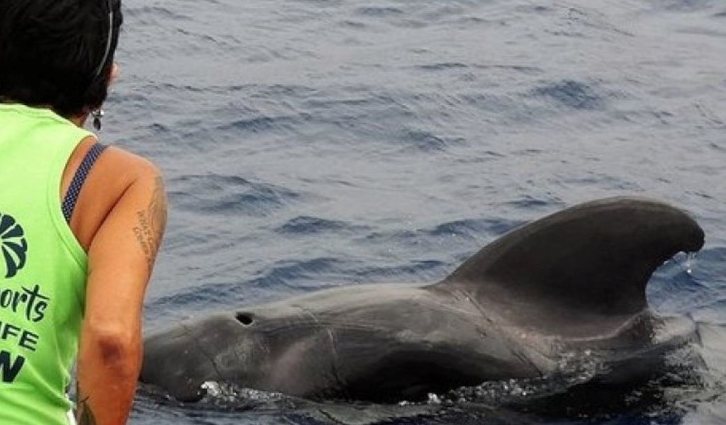 Persona che osserva un delfino in mare vicino a Tenerife.