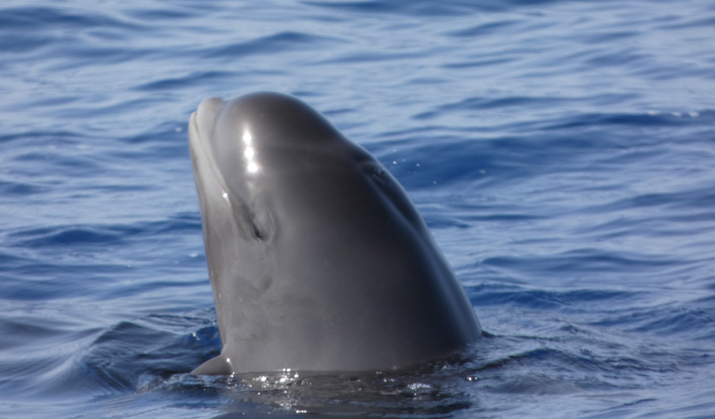 Globophale che spunta la testa in mare vicino a Tenerife.