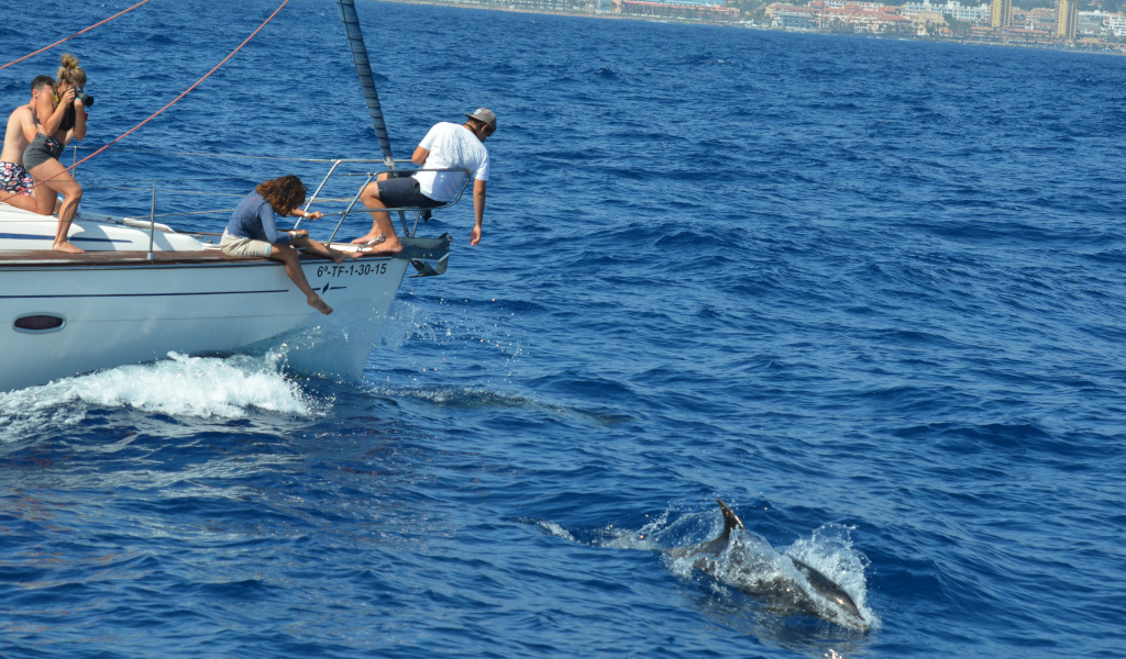 La gente osserva i delfini da una barca a vela al largo della costa di Tenerife.