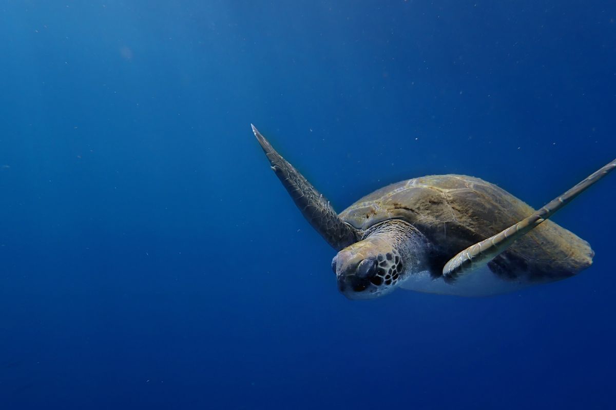 Tartaruga che nuota nell'oceano vicino a Tenerife.